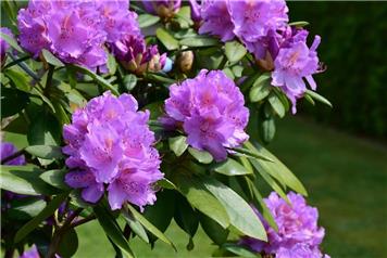 Rhododendron Clearance - Offwell Woods 14th Sept 26